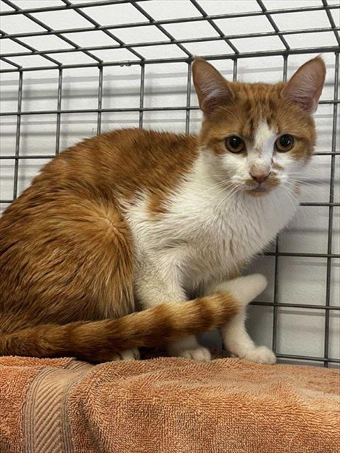 Enlarge FLARE, a Adoptable Domestic Short Hair in London, ON image 1/1