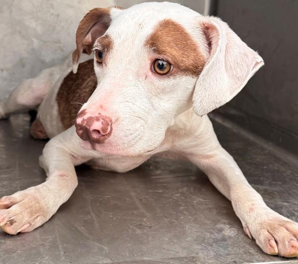 Lilly, Adoptable, Young Female Coonhound.