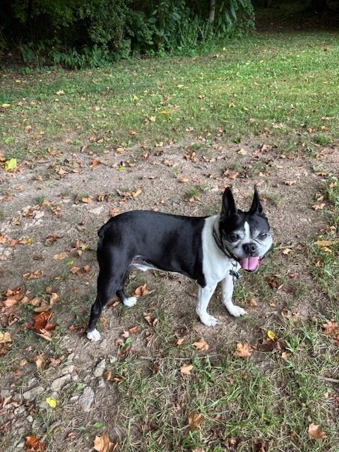 Floyd Favor-4153WV, Adoptable, Senior Male Boston Terrier.
