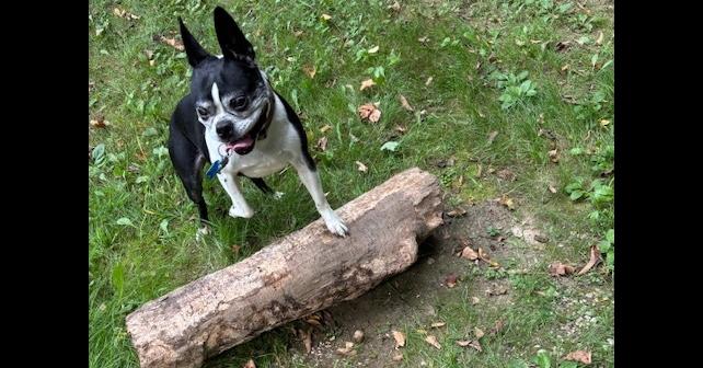 Floyd Favor-4153WV, a Adoptable Boston Terrier in Maryville, TN image 3/4