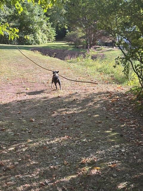 Floyd Favor-4153WV, a Adoptable Boston Terrier in Maryville, TN image 4/4
