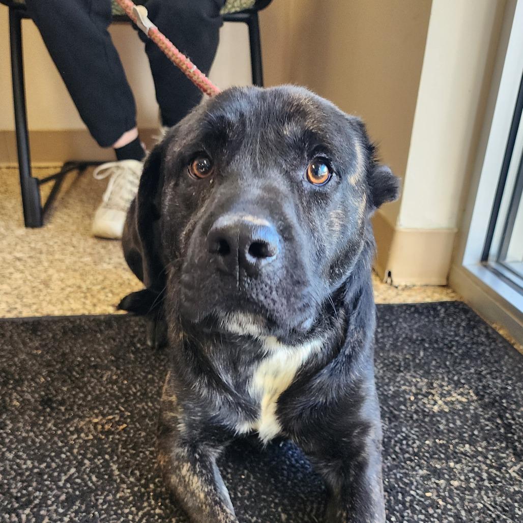 Enlarge Van Gogh, a ADOPTABLE Mixed Breed in Corydon, IN image 1/1