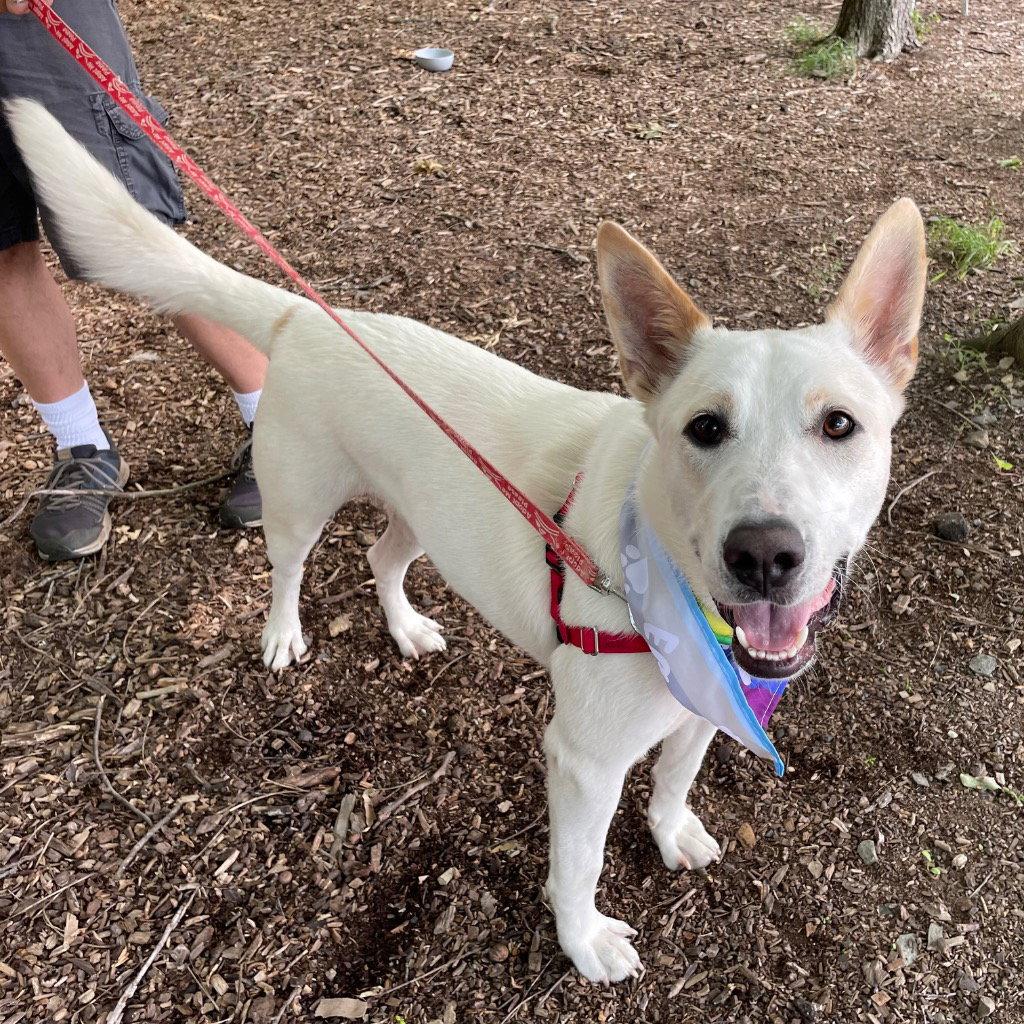 Milo, Adoptable, Young Male Shepherd & Terrier.