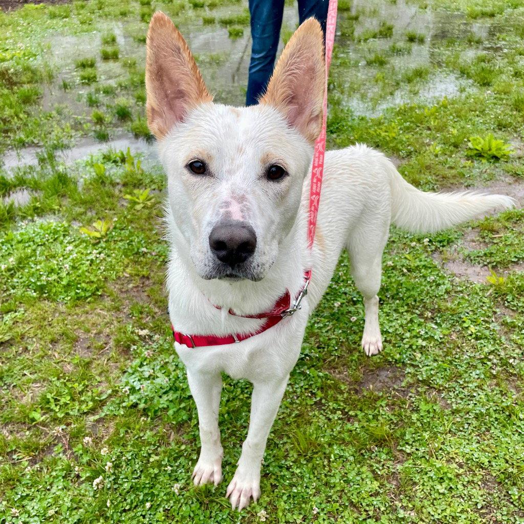 Milo, Adoptable, Young Male Shepherd & Terrier.