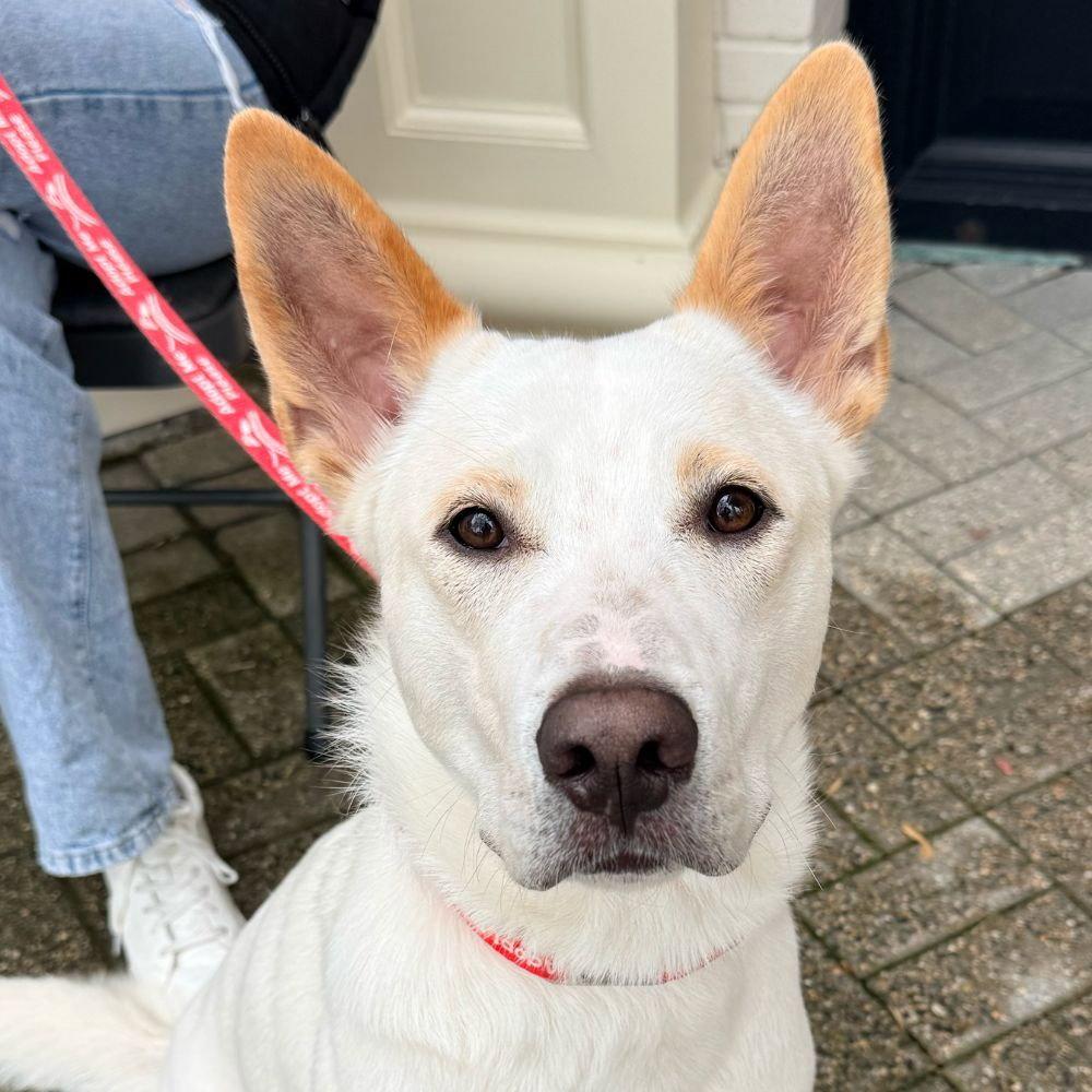 Enlarge Milo, a Adoptable mixed breed in Bloomfield, CT image 1/3