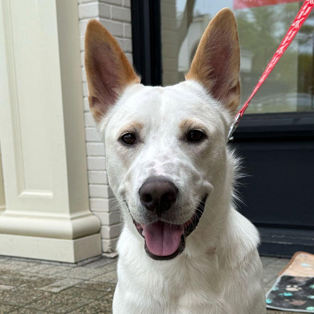 Enlarge Milo, a Adoptable mixed breed in Bloomfield, CT image 2/3