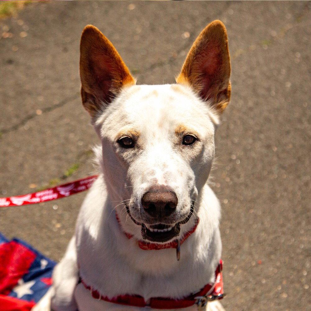 Enlarge Milo, a Adoptable mixed breed in Bloomfield, CT image 3/3