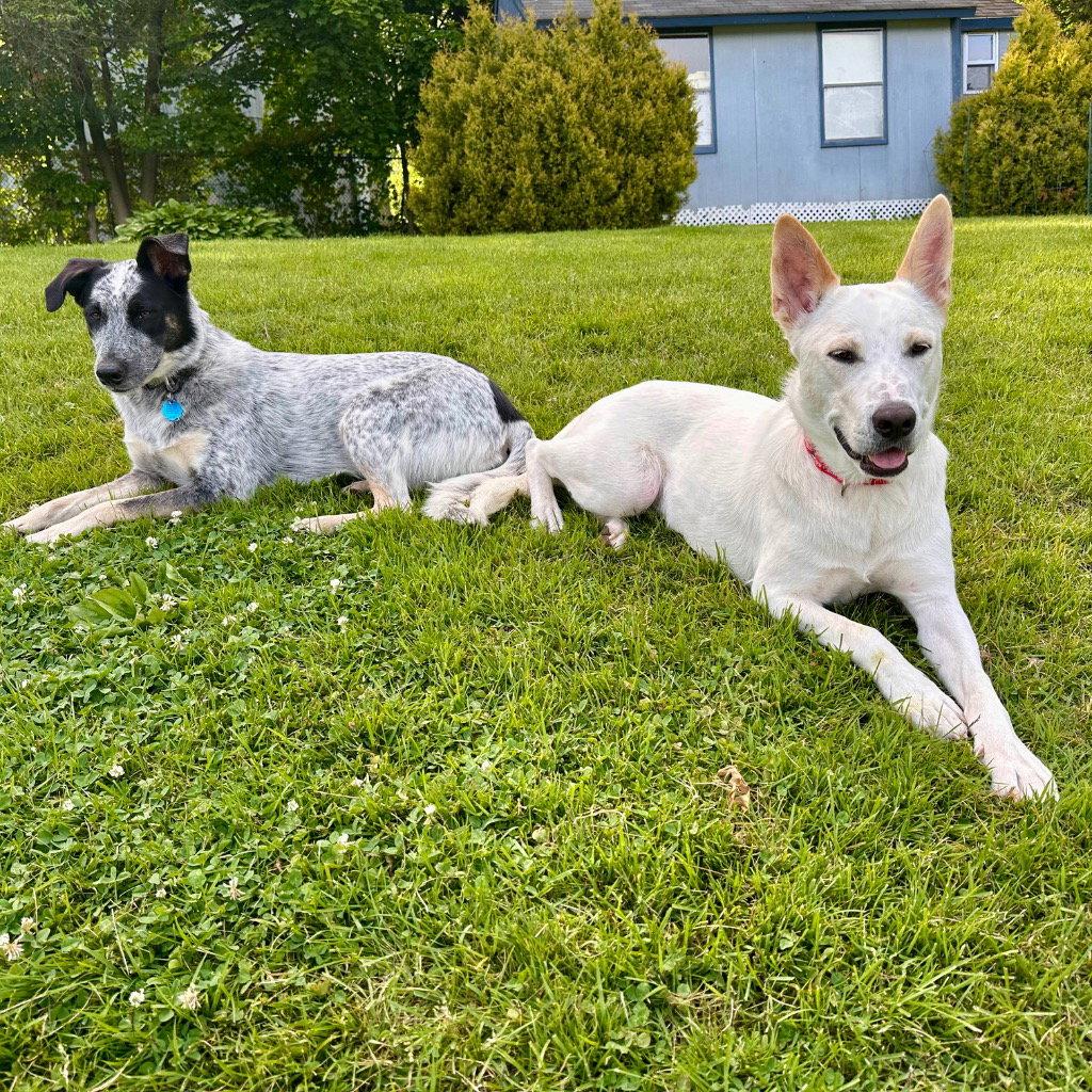 Milo, a Adoptable mixed breed in Bloomfield, CT image 2/3