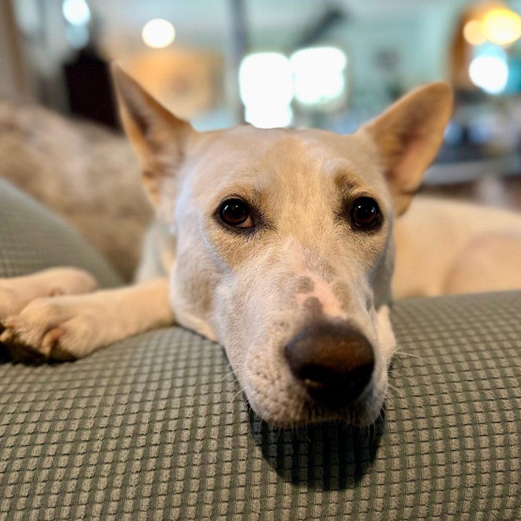 Milo, a Adoptable mixed breed in Bloomfield, CT image 3/3