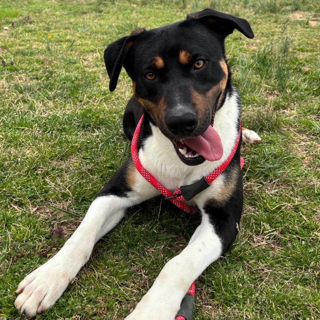 Domino, Adoptable, Adult Male Hound.