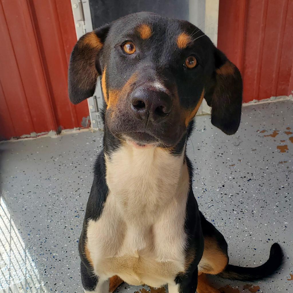 Enlarge Domino, a Adoptable Hound in Smithville, TN image 2/3