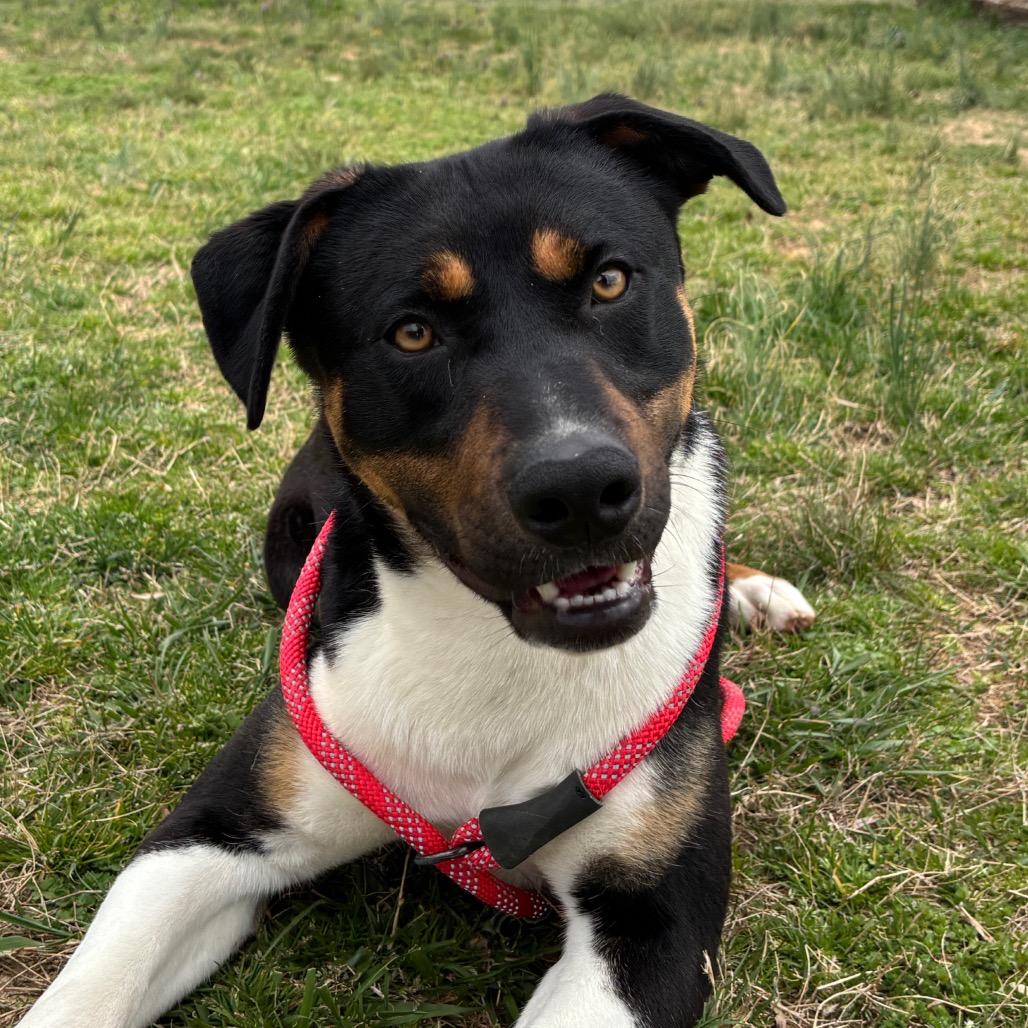 Enlarge Domino, a Adoptable Hound in Smithville, TN image 3/3