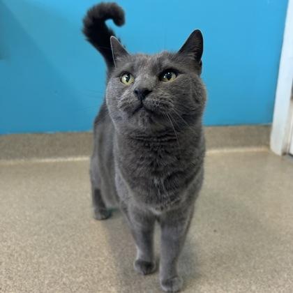 Enlarge Miracle on Ice, a Adoptable mixed breed in East Montpelier, VT image 1/1