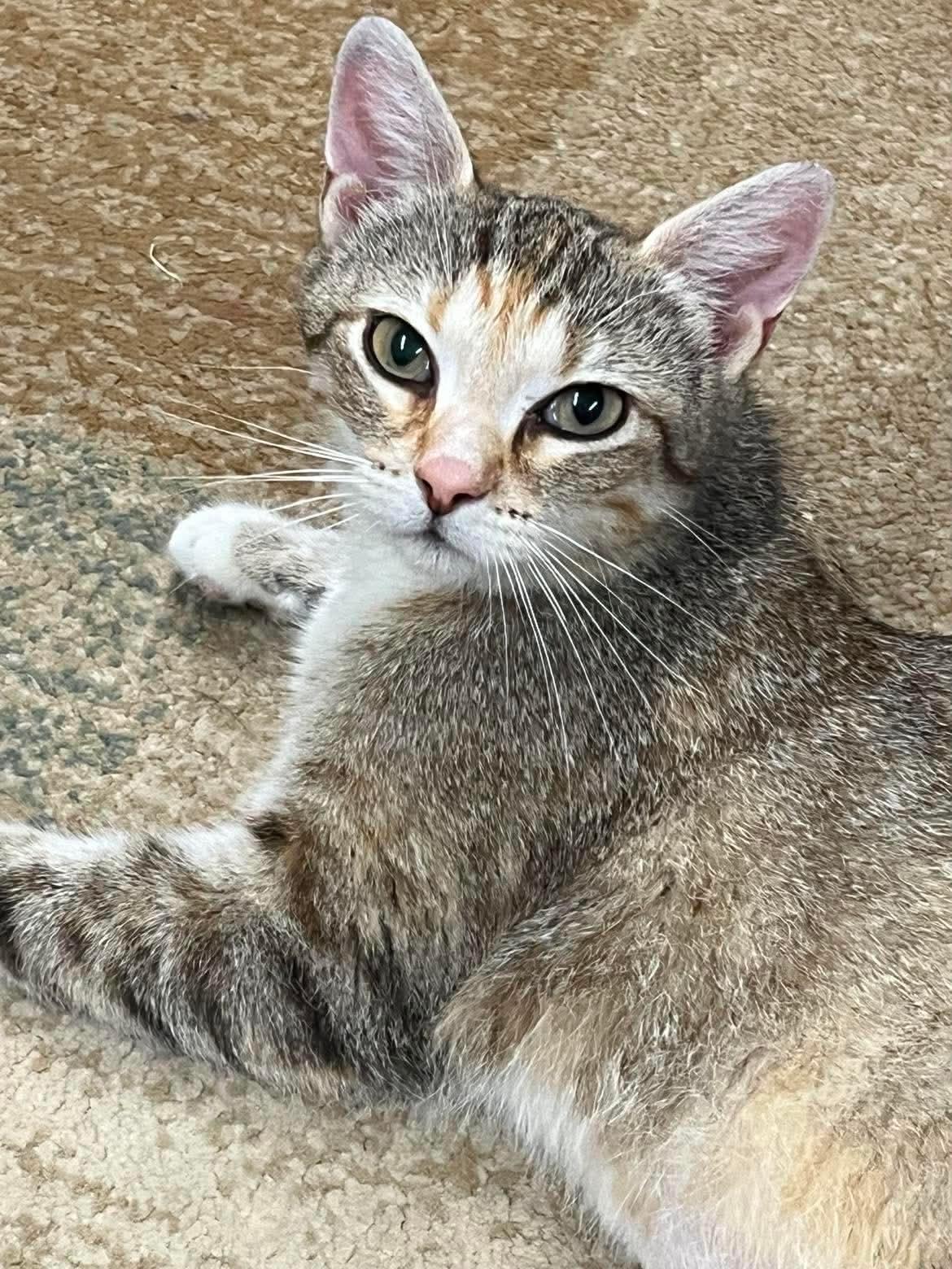 Diane, a ADOPTABLE Domestic Short Hair in Hartville, OH image 2/2