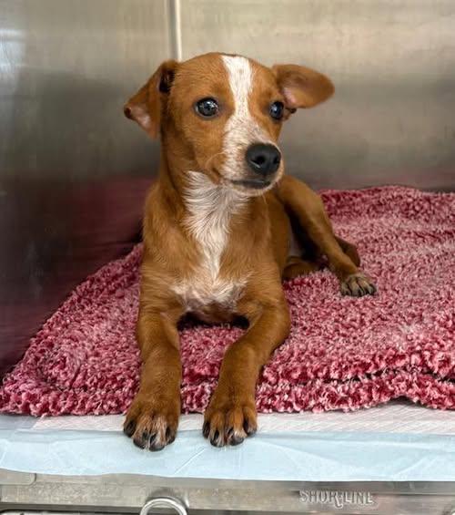Buttercup available at Charlie's Little Dog House