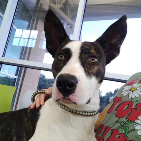  Dante JuM, an adoptable Great Dane, Pointer in Seattle, WA, 98106 | Photo Image 1