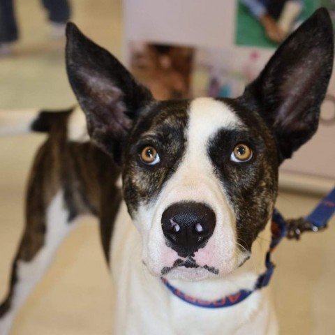 Dante JuM, an adoptable Great Dane, Pointer in Seattle, WA, 98106 | Photo Image 4