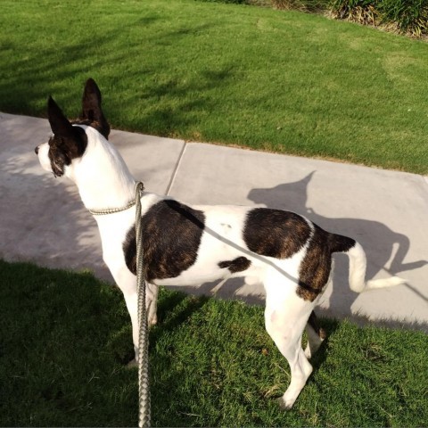  Dante JuM, an adoptable Great Dane, Pointer in Seattle, WA, 98106 | Photo Image 2