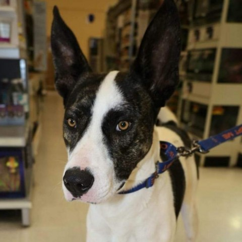  Dante JuM, an adoptable Great Dane, Pointer in Seattle, WA, 98106 | Photo Image 3