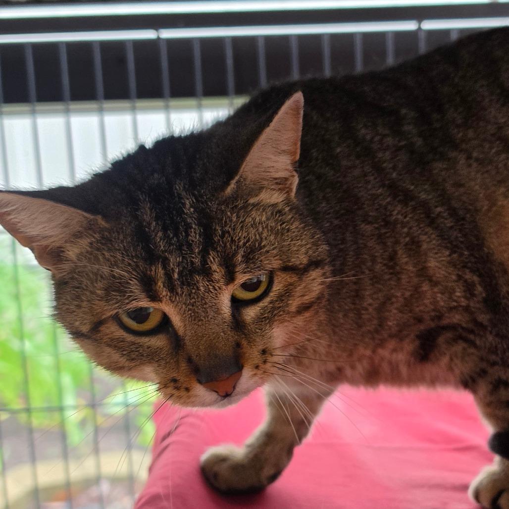 Juno, Adoptable, Adult Female Domestic Short Hair.