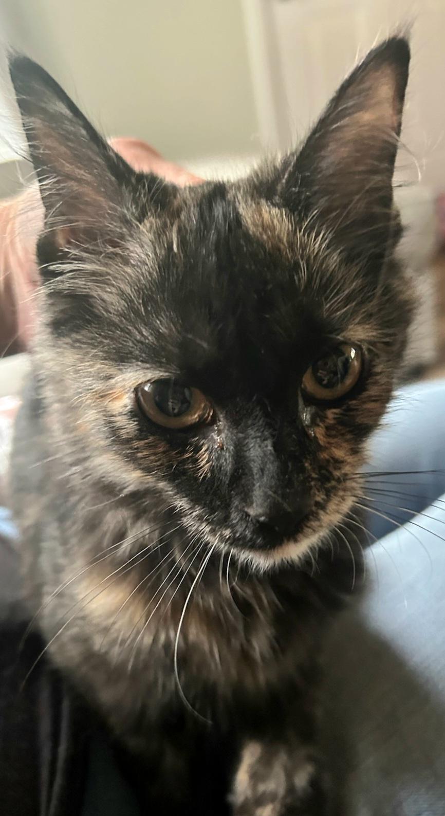 Enlarge Shelly, a Adopted Tortoiseshell in Syracuse, NY image 2/2