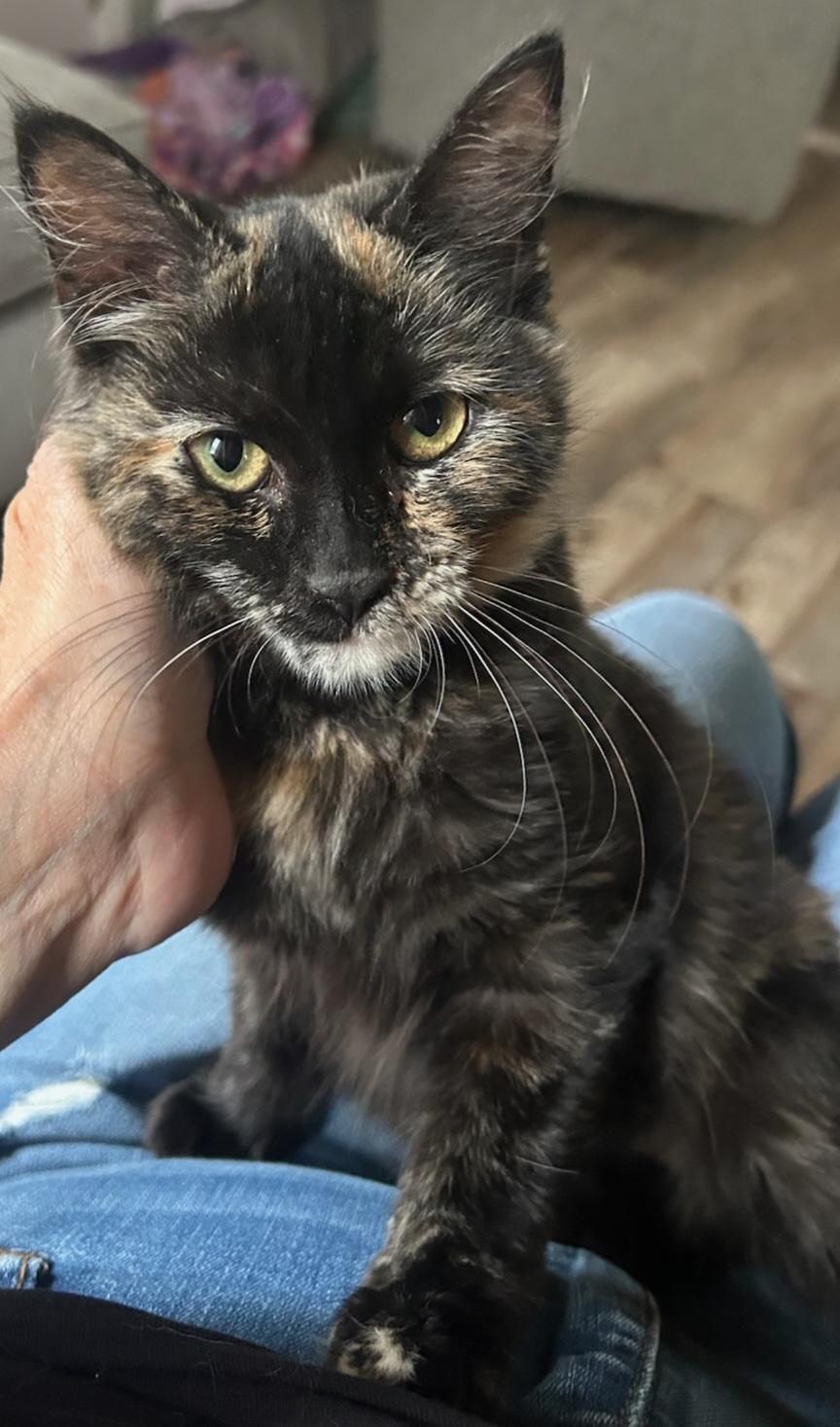 Enlarge Shelly, a Adopted Tortoiseshell in Syracuse, NY image 1/2