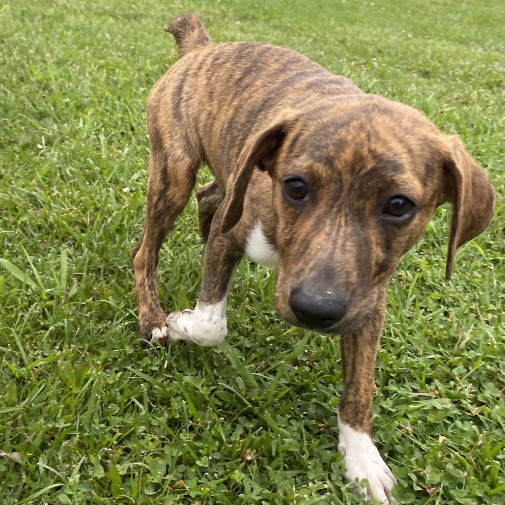 Peach, Adoptable, Puppy Female Mixed Breed.