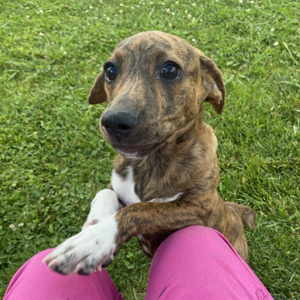Peach, a Adoptable Mixed Breed in Fletcher, NC image 2/5