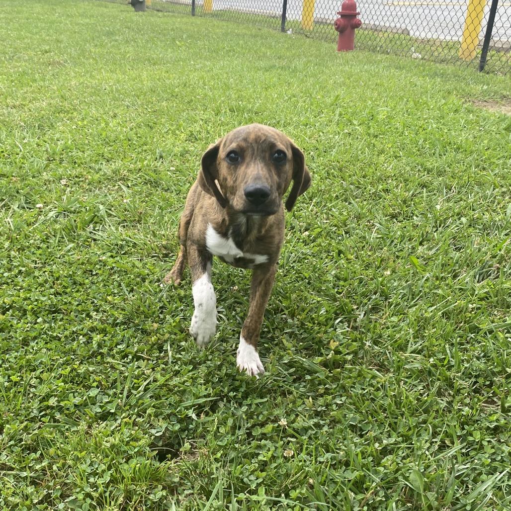 Peach, a Adoptable Mixed Breed in Fletcher, NC image 3/5