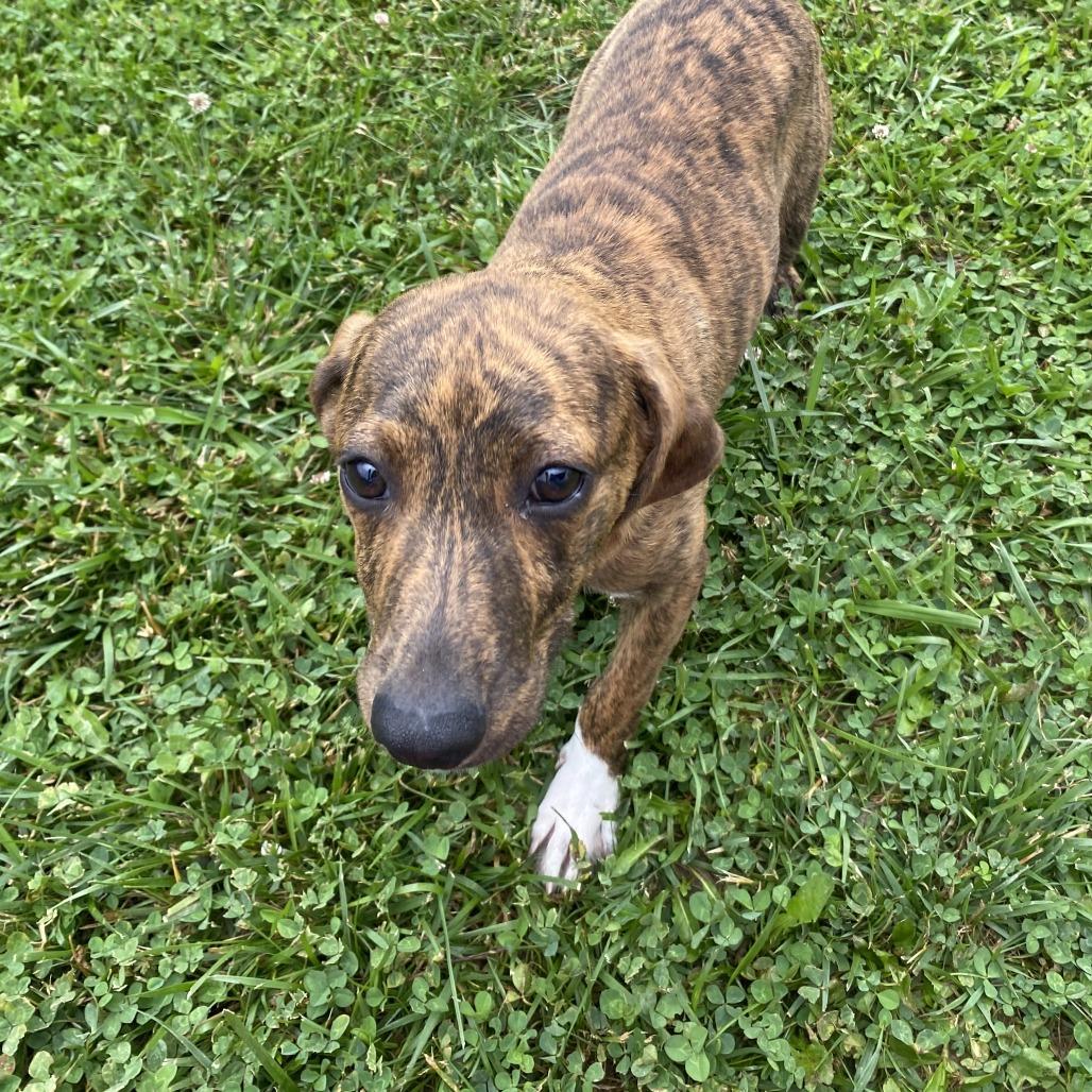 Peach, a Adoptable Mixed Breed in Fletcher, NC image 4/5