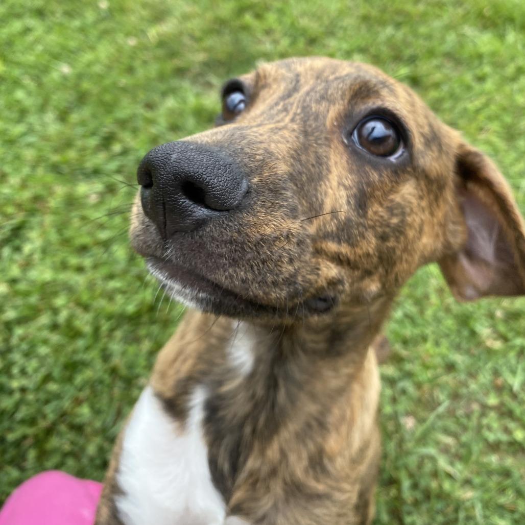 Peach, a Adoptable Mixed Breed in Fletcher, NC image 5/5