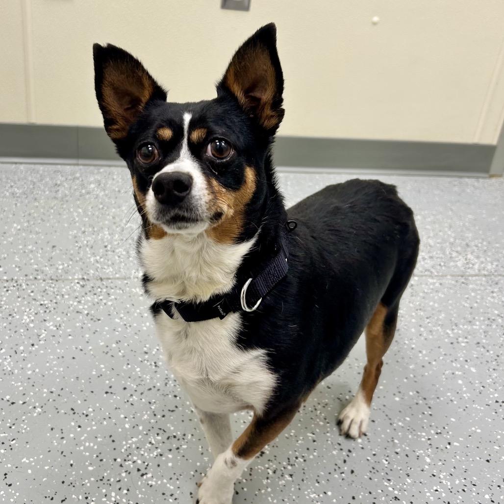 Bandit, Adoptable, Adult Male Chihuahua & Mixed Breed.