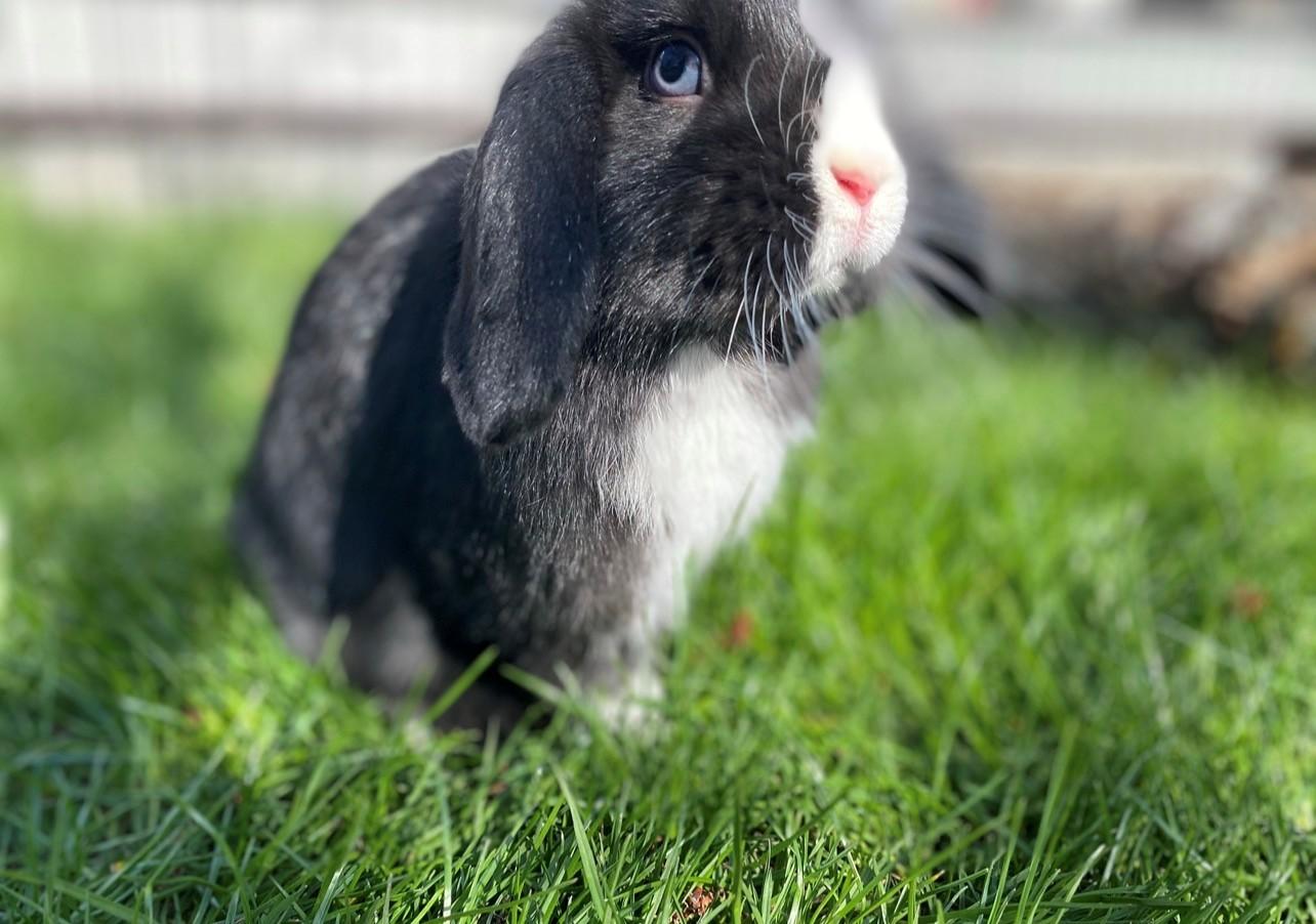 Enlarge Chia and Fluffy, an adoptable Lop Eared in Carnation, WA image 3/6