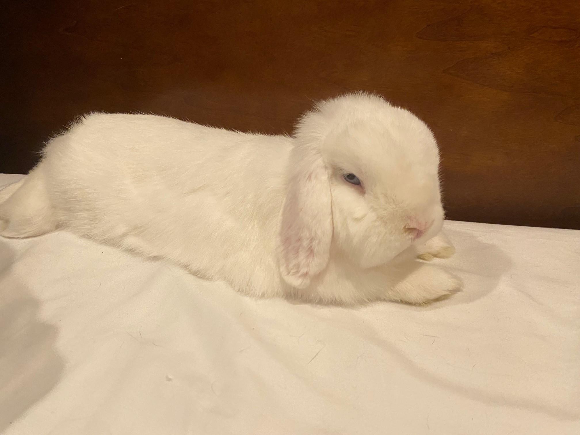 Enlarge Chia and Fluffy, an adoptable Lop Eared in Carnation, WA image 5/6
