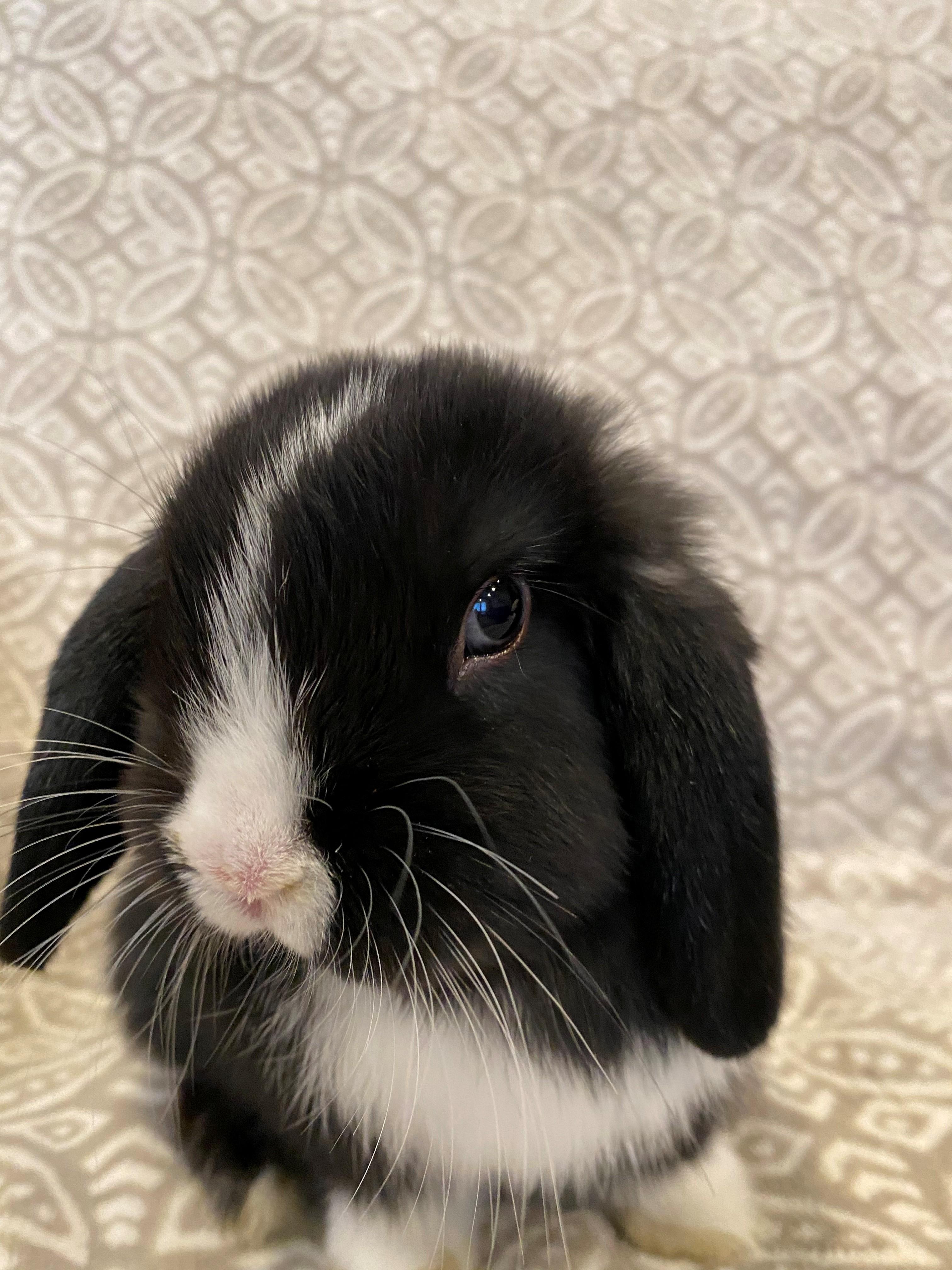 Enlarge Chia and Fluffy, an adoptable Lop Eared in Carnation, WA image 4/6