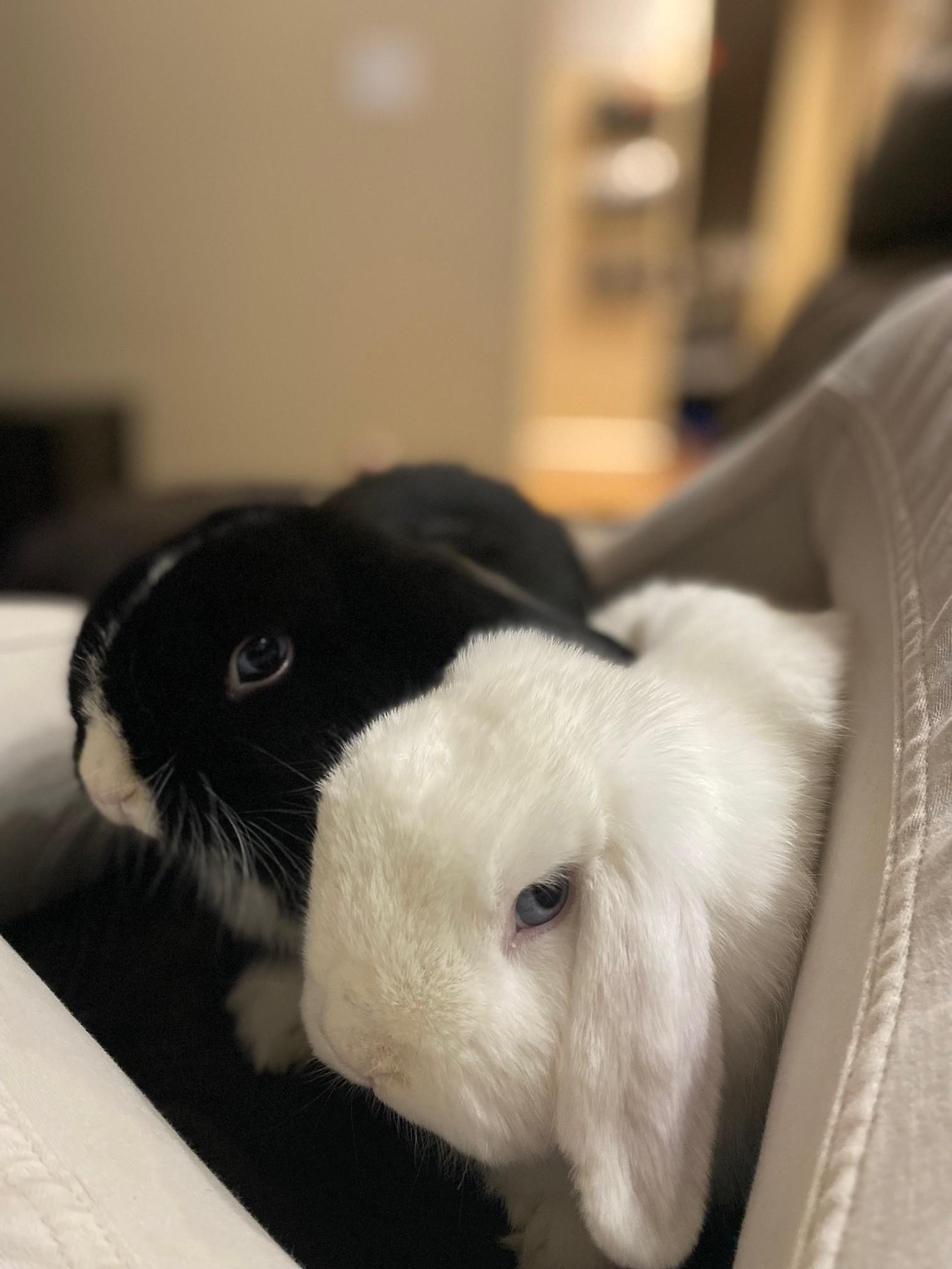Enlarge Chia and Fluffy, an adoptable Lop Eared in Carnation, WA image 2/6