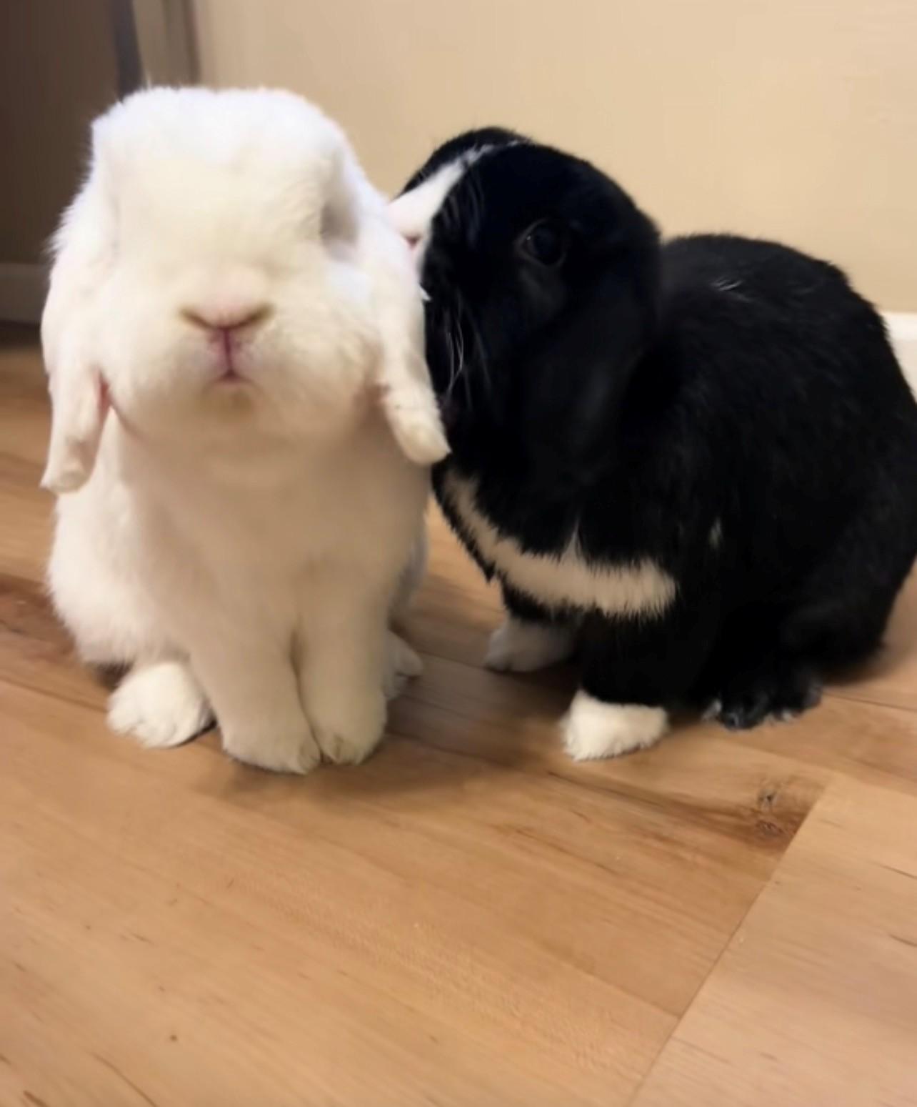 Chia and Fluffy, adoptable, Adult Female Lop Eared.