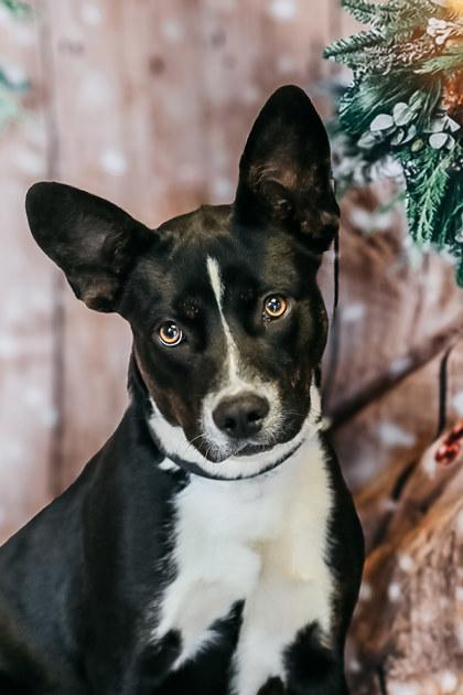 Sadie, Adoptable, Puppy Female Mixed Breed & Mixed Breed.
