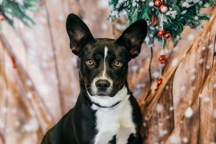Enlarge Sadie, a Adoptable mixed breed in Dothan, AL image 2/2