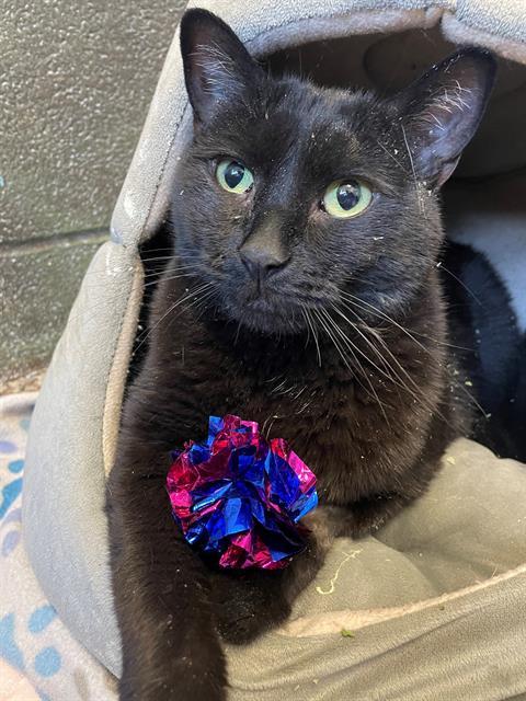 ELLIOTT, Adoptable, Adult Male Domestic Short Hair.