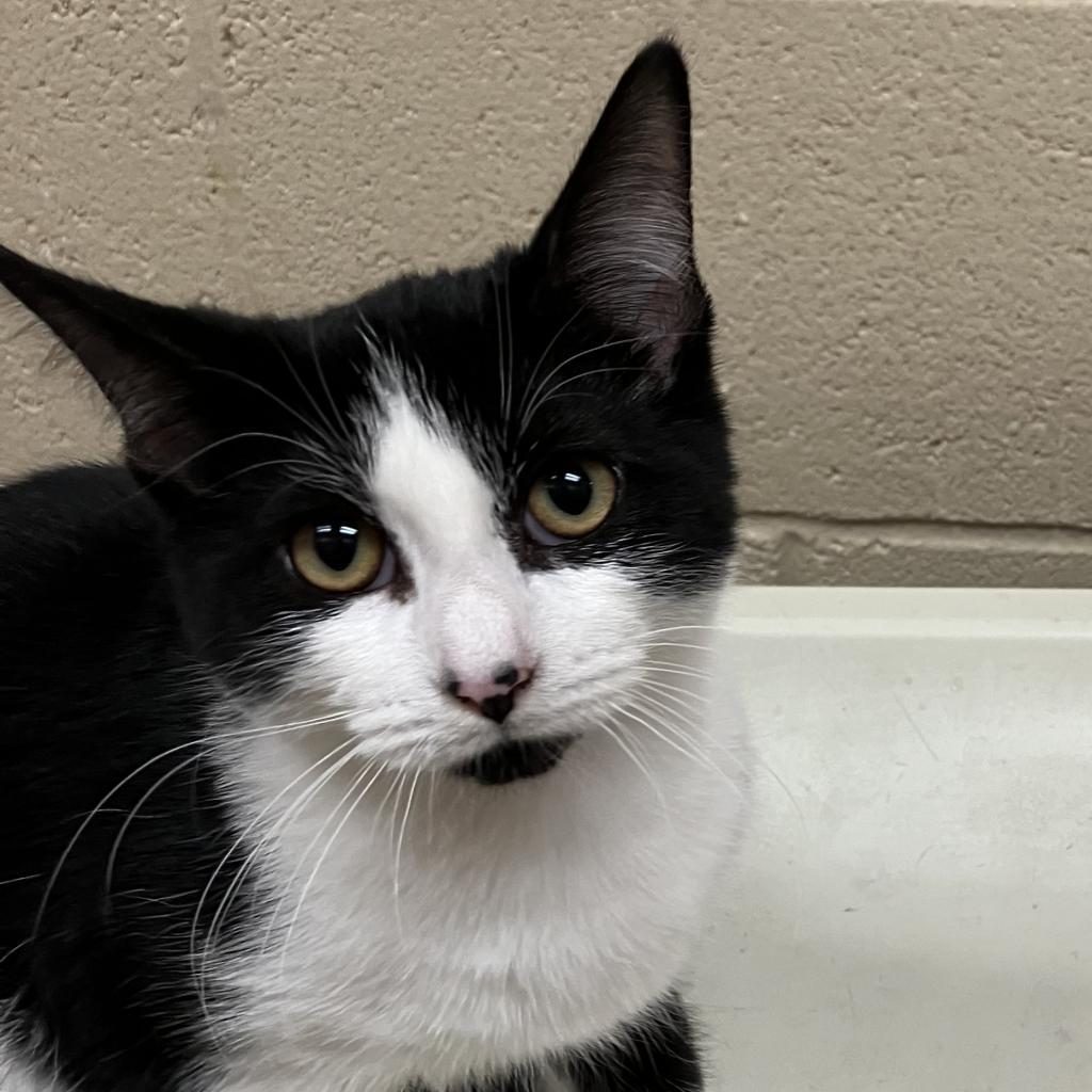 Millie, Adoptable, Adult Female Domestic Short Hair.