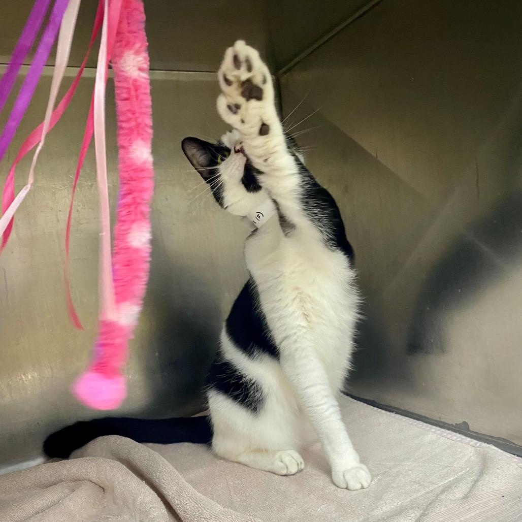 Enlarge Millie, a Adoptable Domestic Short Hair in Grand Rapids, MI image 2/6