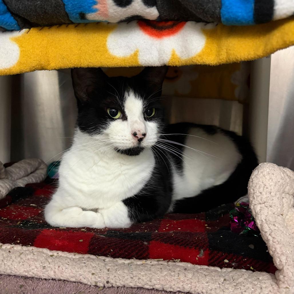 Enlarge Millie, a Adoptable Domestic Short Hair in Grand Rapids, MI image 3/6