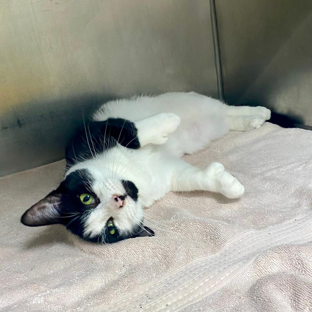 Enlarge Millie, a Adoptable Domestic Short Hair in Grand Rapids, MI image 4/6