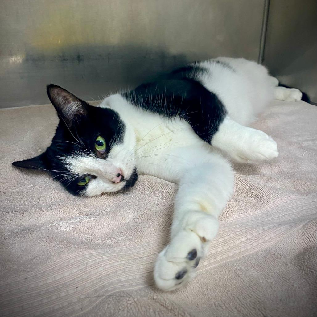 Enlarge Millie, a Adoptable Domestic Short Hair in Grand Rapids, MI image 5/6