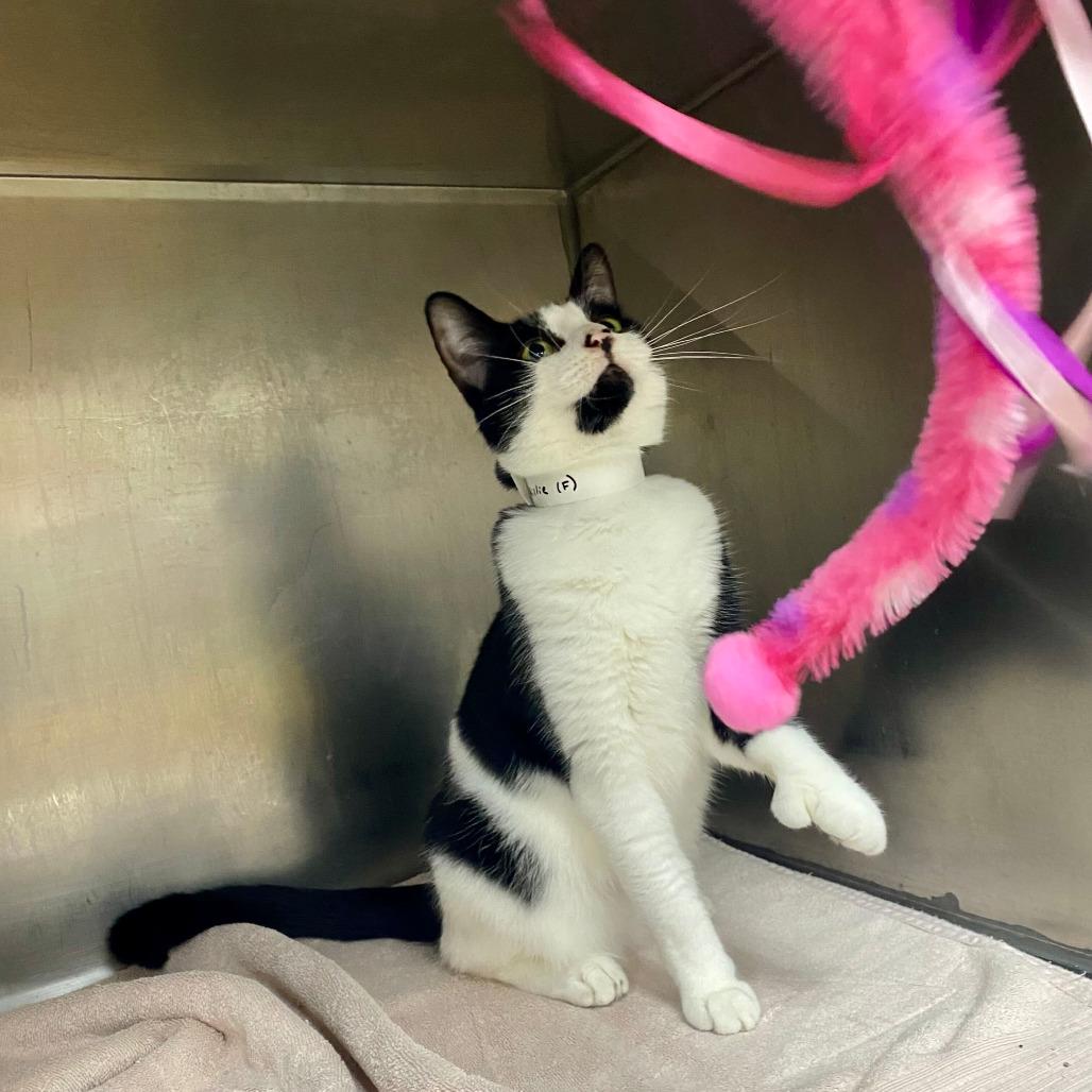 Enlarge Millie, a Adoptable Domestic Short Hair in Grand Rapids, MI image 6/6