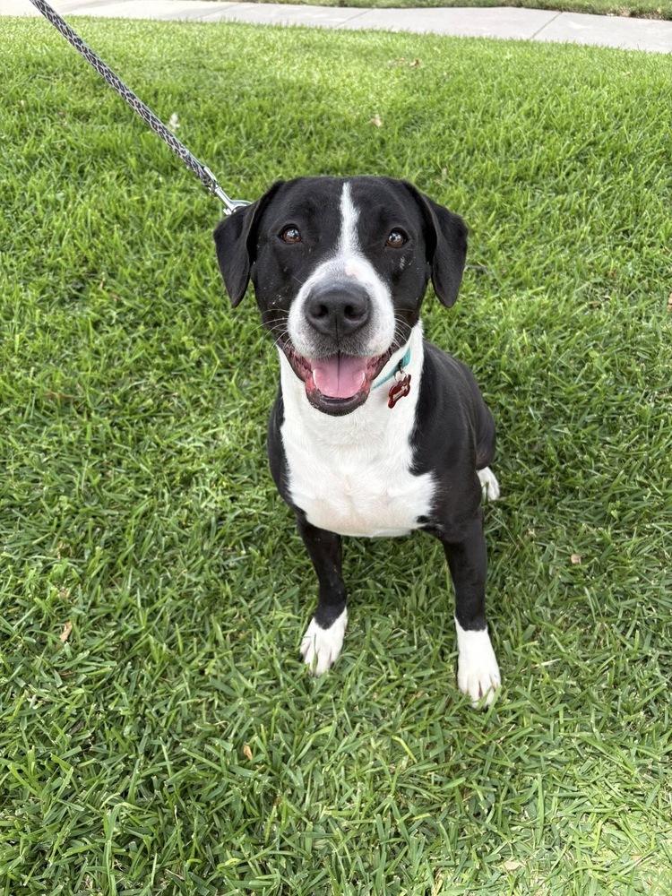 Maggie, a Adoptable mixed breed in Frisco, TX image 2/6