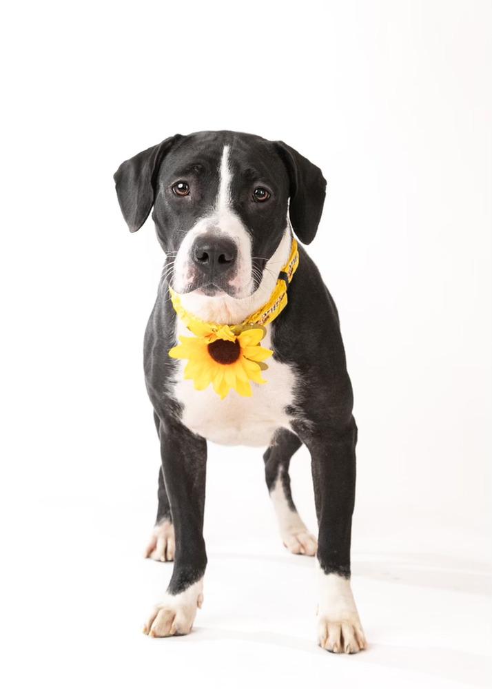 Maggie, a Adoptable mixed breed in Frisco, TX image 5/6