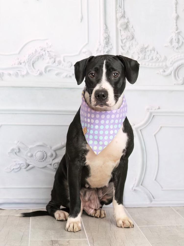 Maggie, a Adoptable mixed breed in Frisco, TX image 6/6