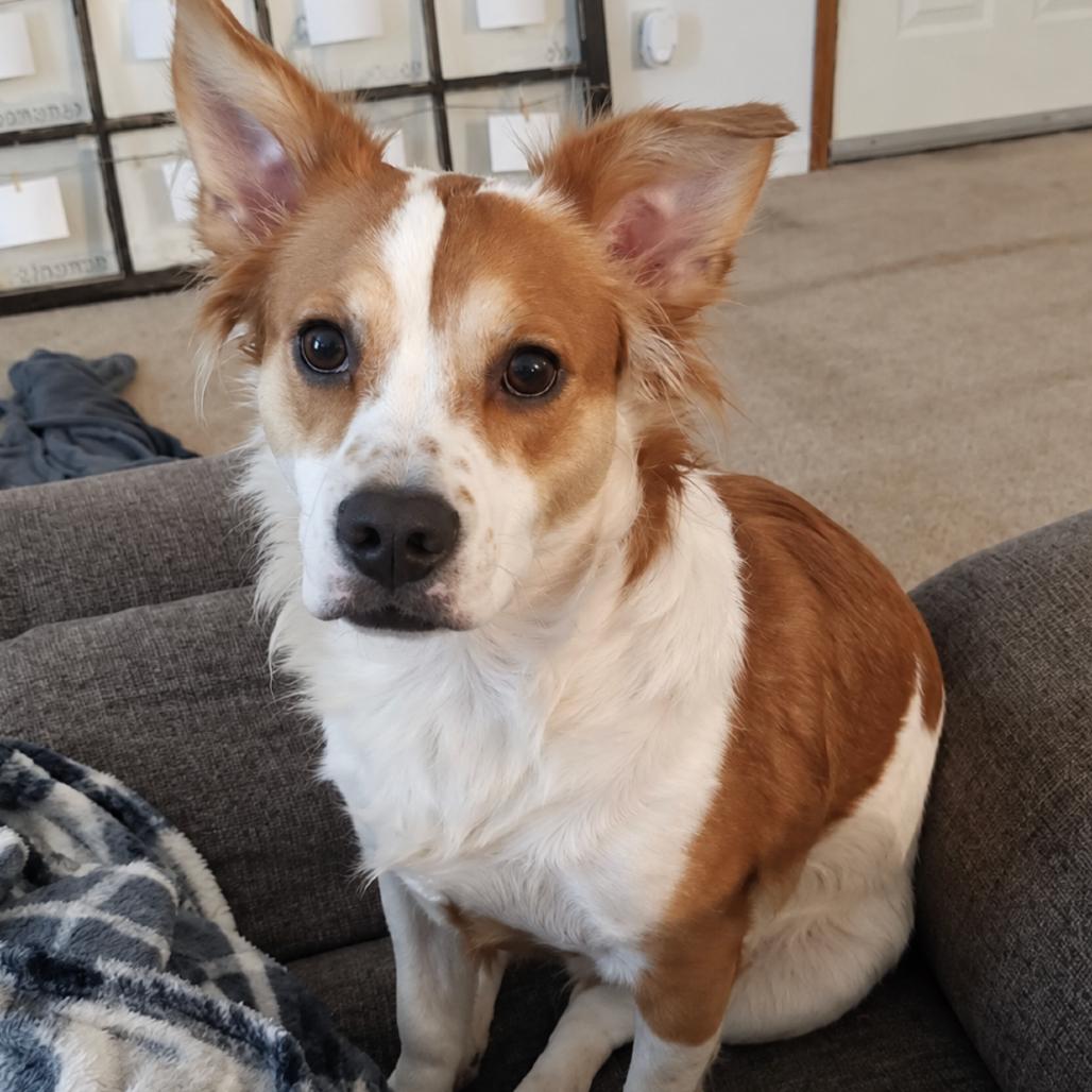 Enlarge Oliver, a Adopted mixed breed in Rogersville, MO image 1/3